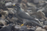 Band-tailed Pigeon