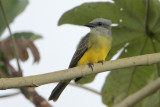 Tropical Kingbird