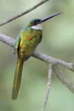 Rufous-tailed Jacamar