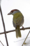 Rufous-browed Peppershrike