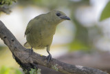 Palm Tanager