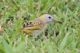 Saffron Finch