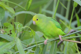 Green-rumped Parrotlet