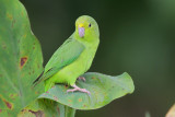 Green-rumped Parrotlet
