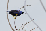 Purple Honeycreeper