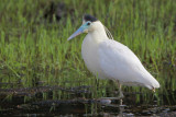 Capped Heron