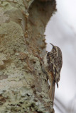 Brown Creeper