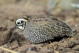 Montezuma Quail