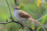 Yellow-chinned Spinetail