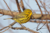 Prairie Warbler