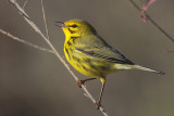 Prairie Warbler