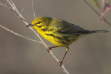 Prairie Warbler