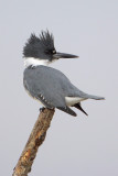 Belted Kingfisher