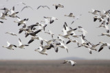 Snow Goose