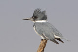 Belted Kingfisher