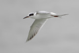 Forsters Tern