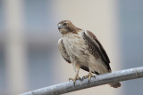 Red-tailed Hawk