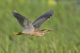 Striated Heron