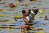 Masked Duck