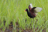 Wattled Jacana