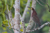 Rufescent Tiger-Heron