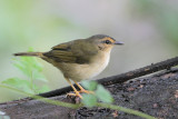 Riverside Warbler