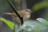 Riverside Warbler