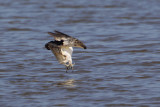 Osprey