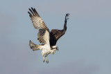 Osprey