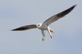 White-tailed Kite