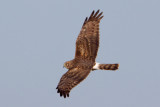 Northern Harrier