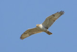 Ferruginous Hawk