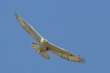 Ferruginous Hawk