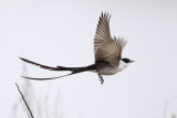 Fork-tailed Flycatcher