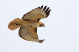 Red-tailed Hawk