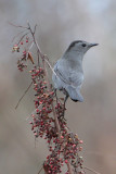 Gray Catbird