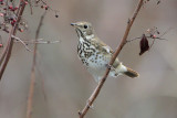 Hermit Thrush