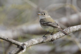 Gray Flycatcher