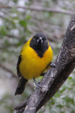 Audubons Oriole