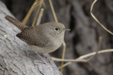 House Wren