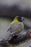 Crimson-collared Grosbeak