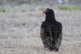 Turkey Vulture