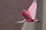 Roseate Spoonbill