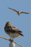 Red-tailed Hawk harassed by American Kestrel