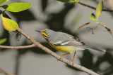 Adelaides Warbler