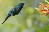 Puerto Rican Emerald