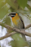 Stripe-headed Tanager