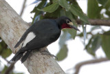 Puerto Rican Woodpecker