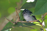 Elfin Woods Warbler