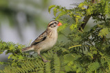 Pin-tailed Whydah